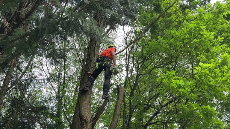 Tree and Shrub Care in Cambridge, NE